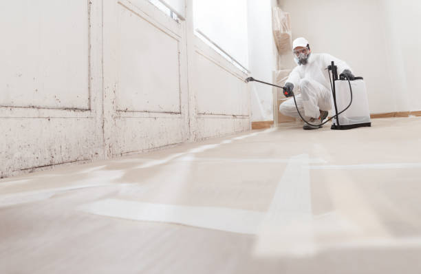 Trusted Black Mold Removal service in Dalmatia, PA - WQB Mold Removal